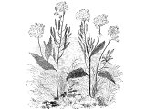 Mustard (Sinapis nigra), which grows very tall in Palestine. - cf Mt.13.31-32, Mk.4.30-32, Lk.13.18-19.